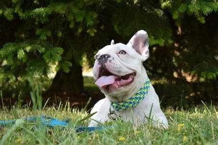 Archie - Französische Bulldogge - Bild 4