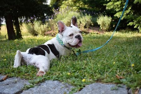 Archie - Französische Bulldogge - Bild 10