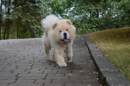 Lion - Chow-Chow - Bild 2
