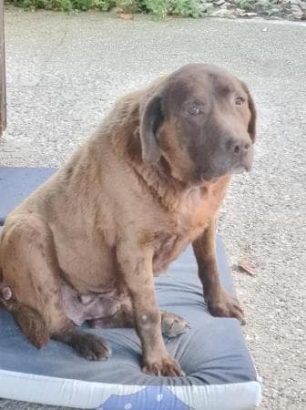 Kleie - Labrador Retriever - Bild 4