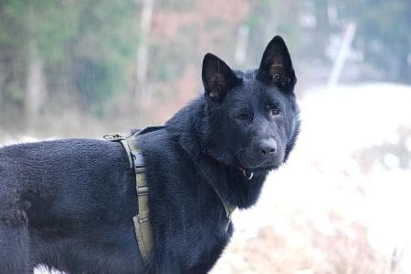 Boomer - Deutscher Schäferhund - Bild 3