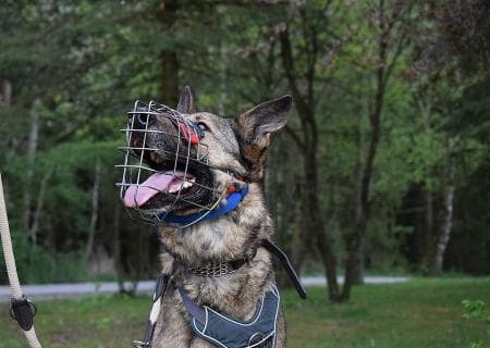 Belgischer Schäferhund, Deutscher Schäferhund Mexx