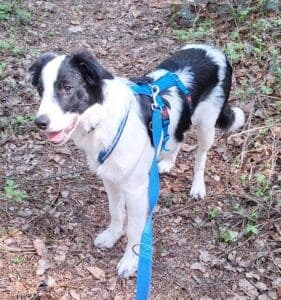 Mik - Border Collie - Bild 2