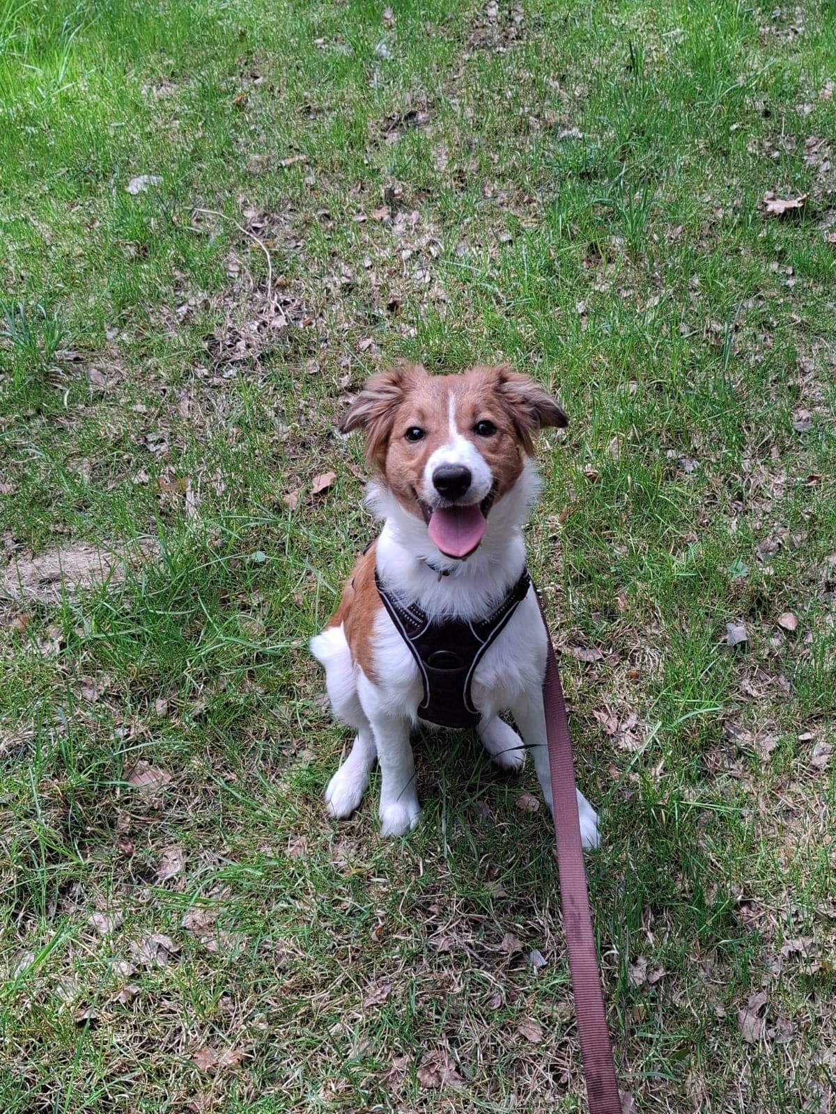 Mik - Border Collie - Bild 5