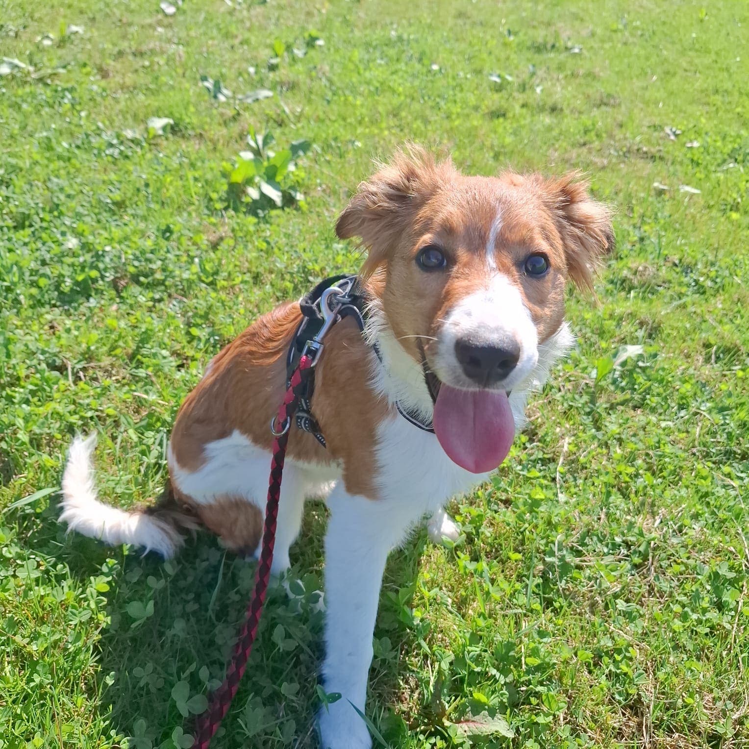 Mik - Border Collie - Bild 7