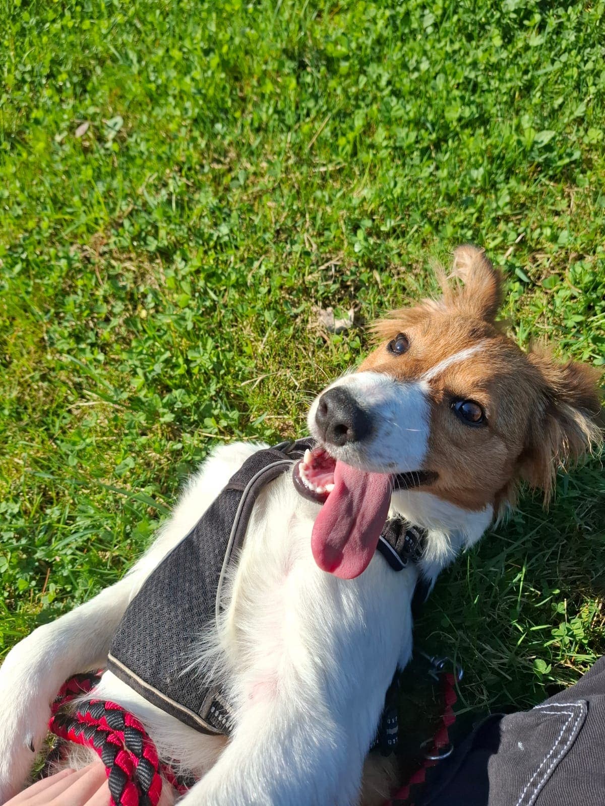 Mik - Border Collie - Bild 4