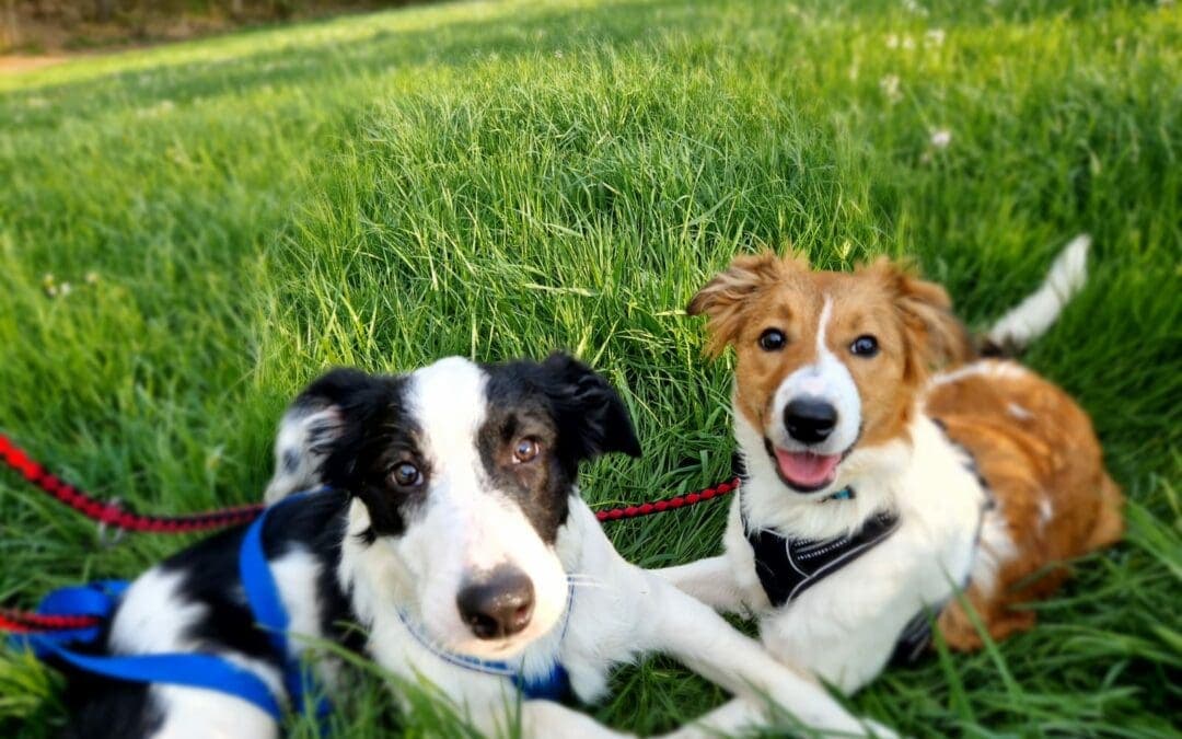 Mik - Border Collie - Bild 3