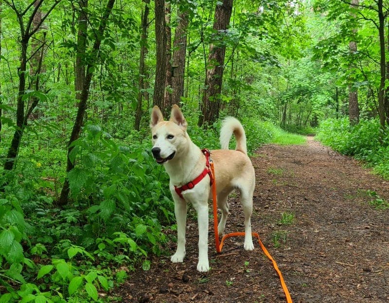 Anakin - Akita - Bild 1