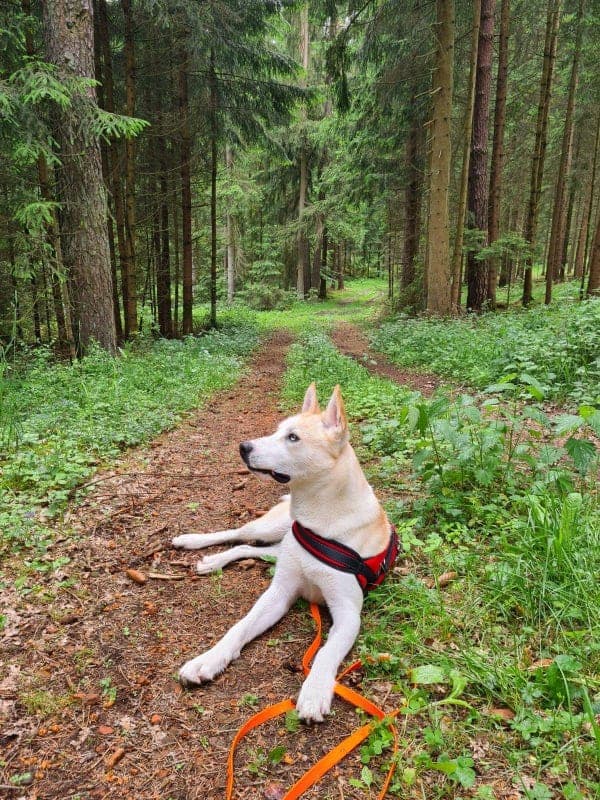 Anakin - Akita - Bild 2