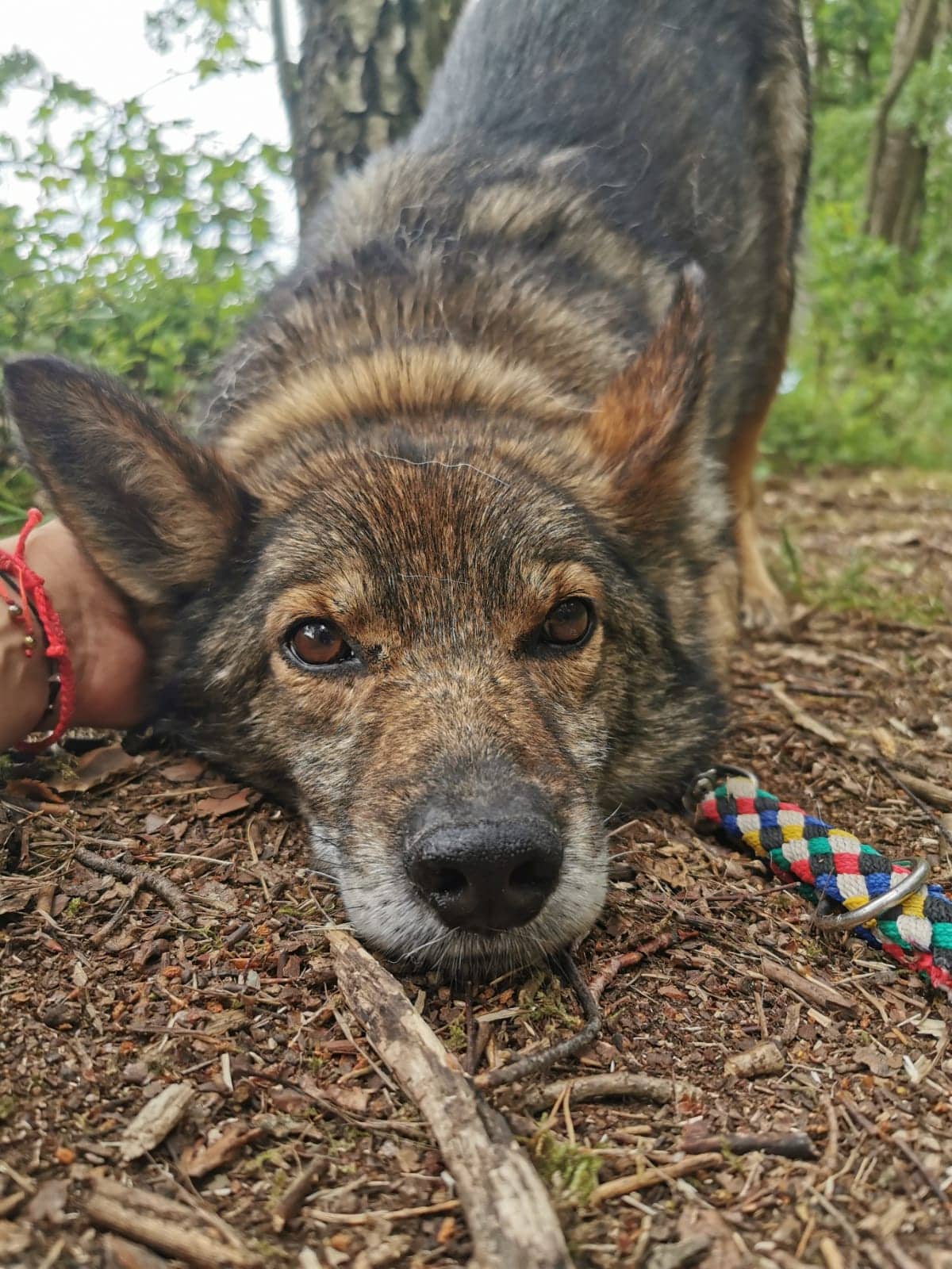 Duke -  - Bild 2
