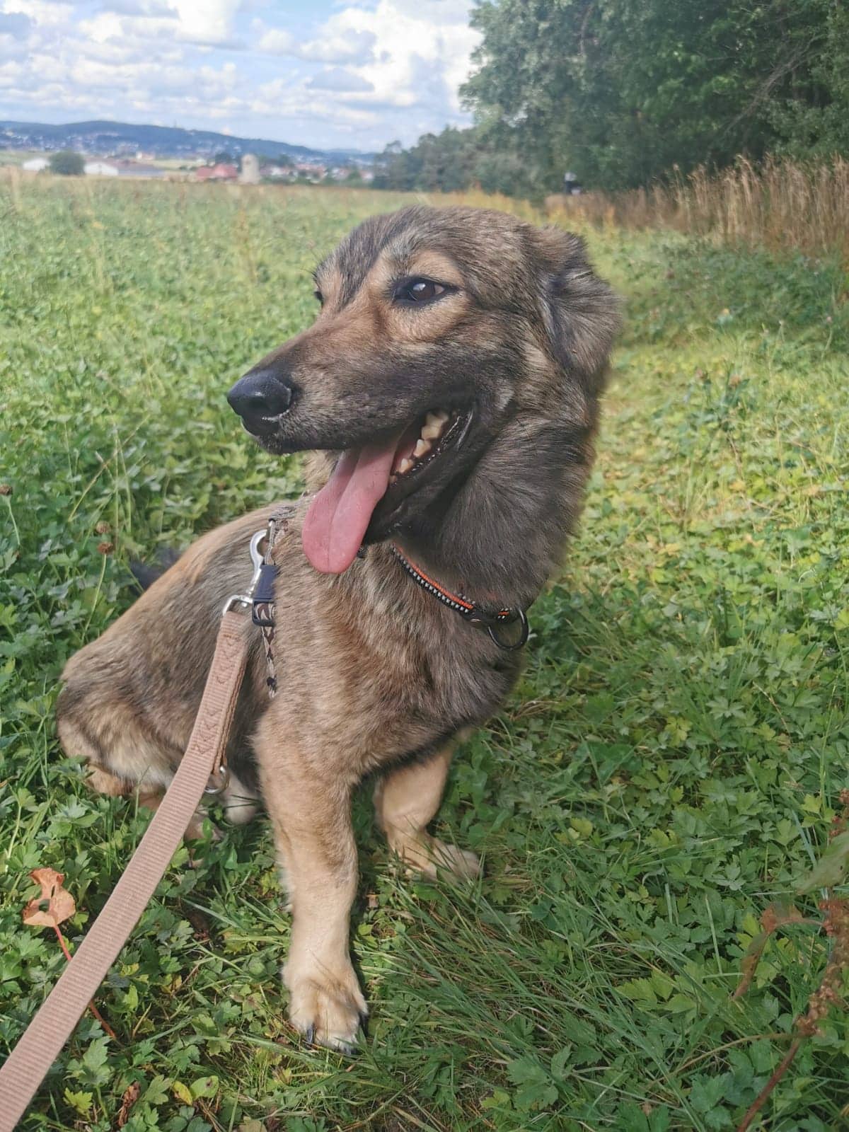 Balu -  - Bild 6