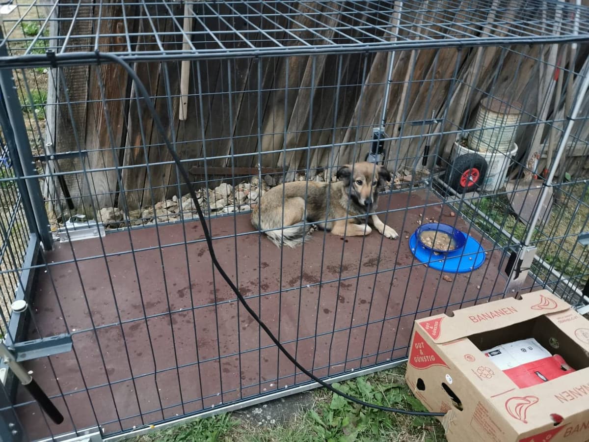 Balu -  - Bild 2