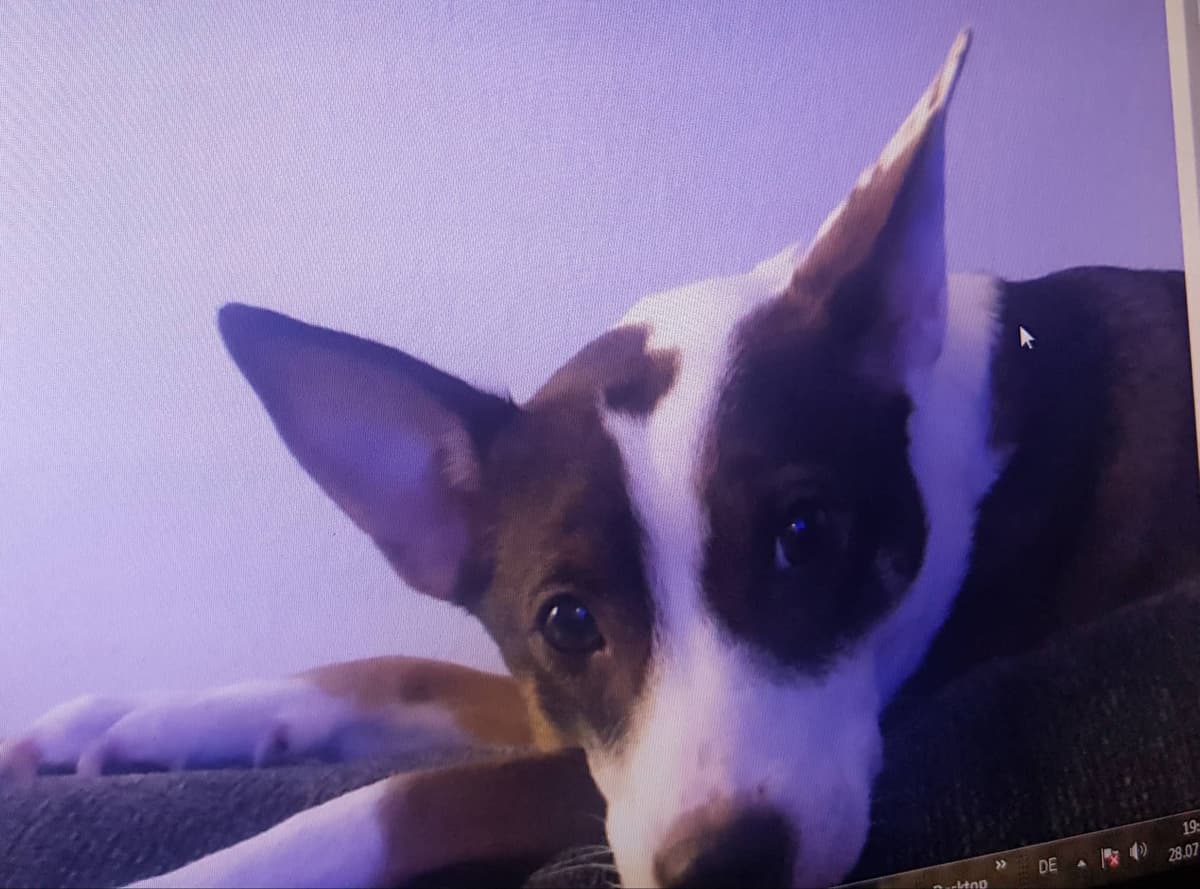 Tilda -  - Bild 2