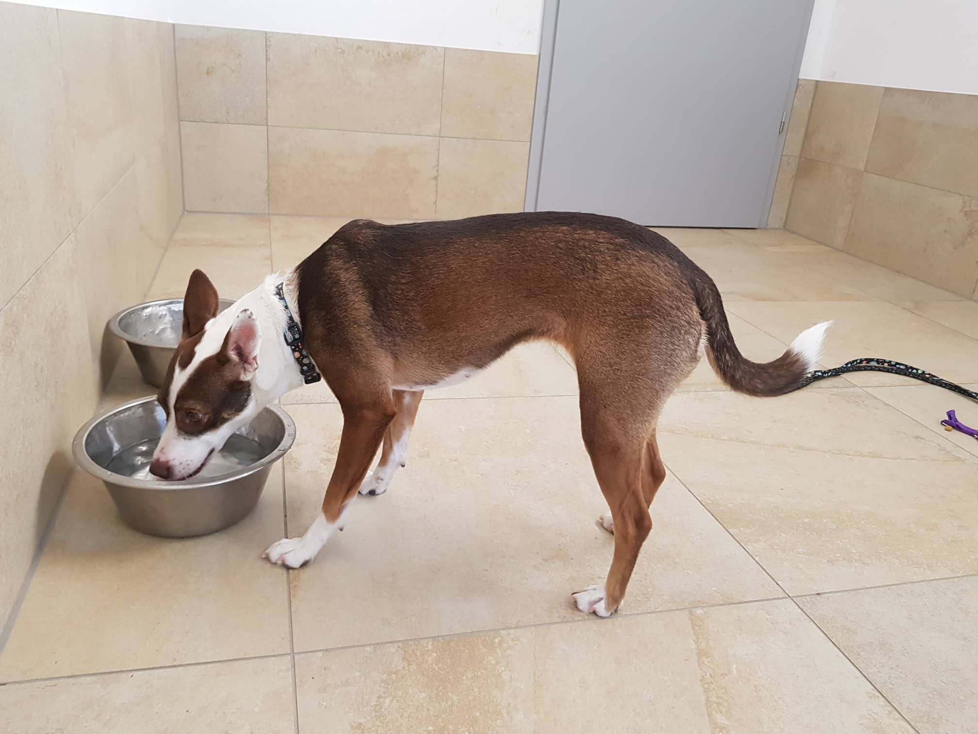 Tilda - Basenji - Bild 6