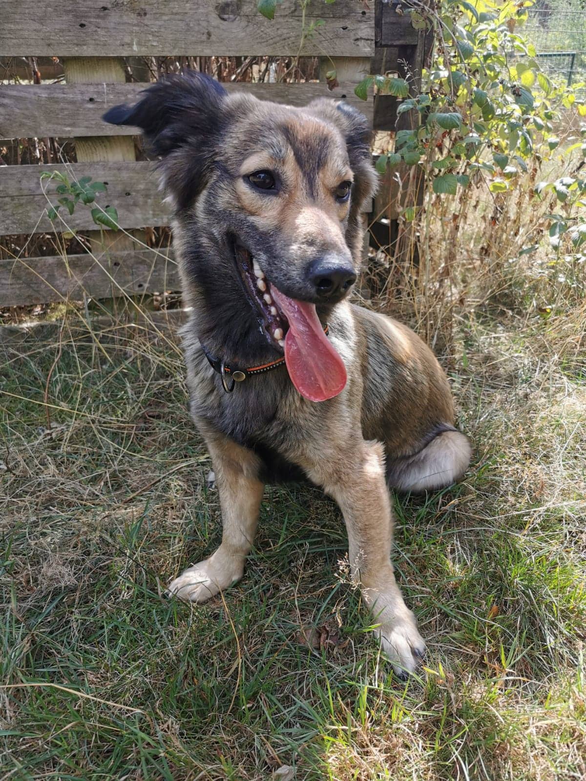 Balu -  - Bild 14