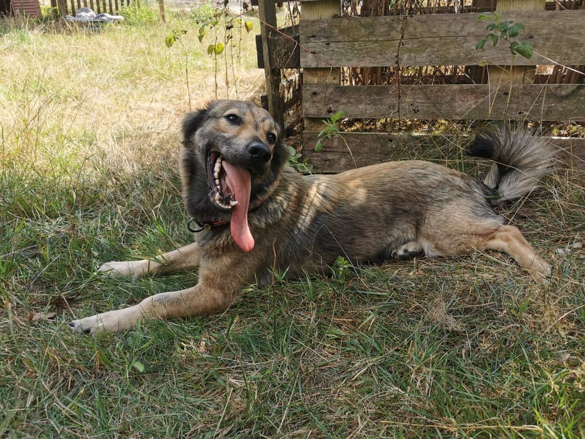 Balu -  - Bild 12