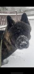 Teddy - Akita - Bild 2