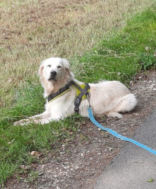 Ronja - Golden Retriever - Bild 3