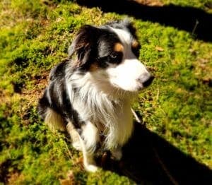 Blue - Australian Shepherd - Bild 5