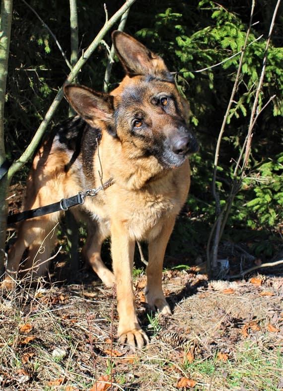 Aika - Deutscher Schäferhund - Bild 1