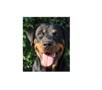 Riot - Rottweiler - Bild 1