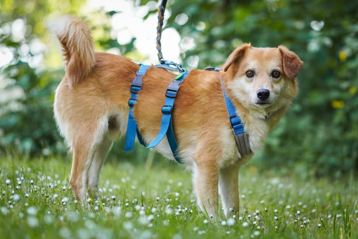 Peeta -  - Bild 1