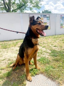 Arys - Deutscher Schäferhund - Bild 1