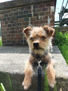 Idefix -  - Bild 1