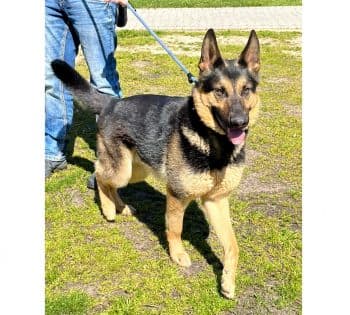 Deutscher Schäferhund Balou