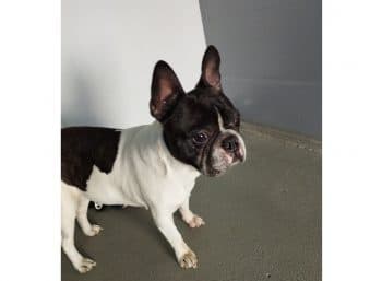 Französische Bulldogge Henry