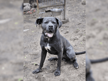 Cane Corso Italiano-Mix Unbekannt