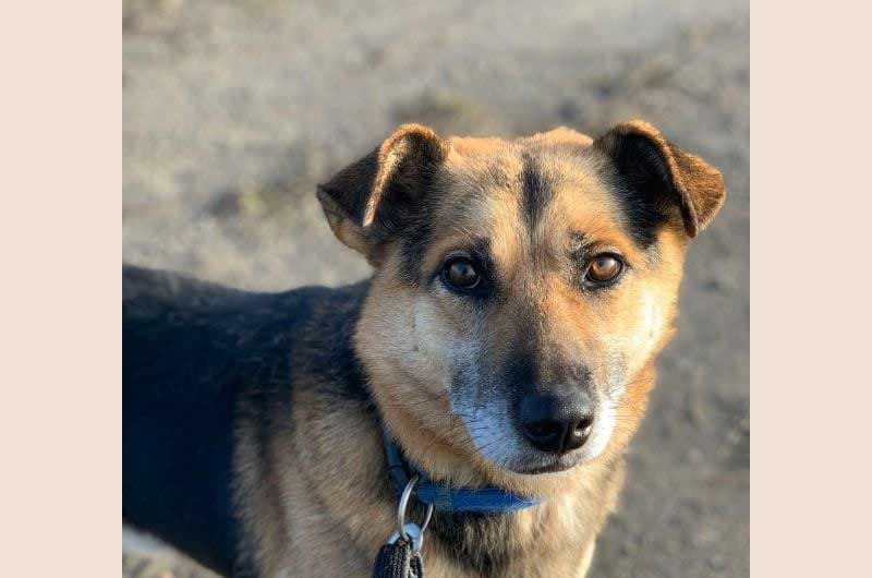 Rhodesian Ridgeback-Mix Enzo