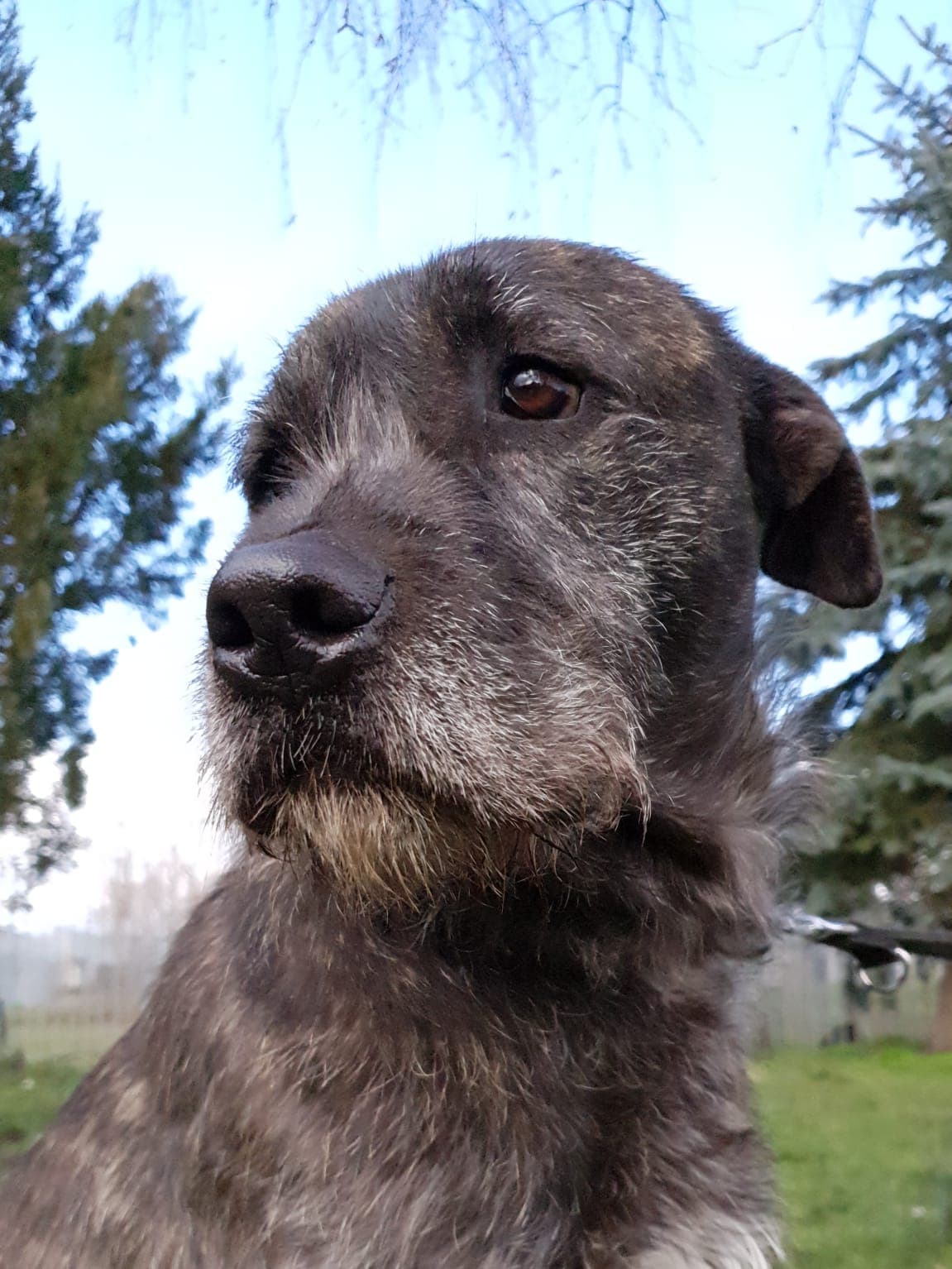 Hagred -  - Bild 13