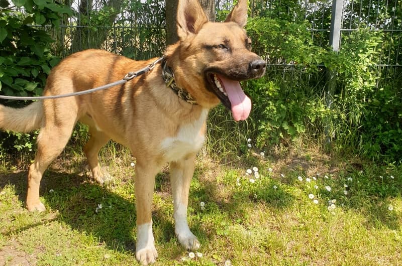Leon - Belgischer Schäferhund, Deutscher Schäferhund - Bild 1