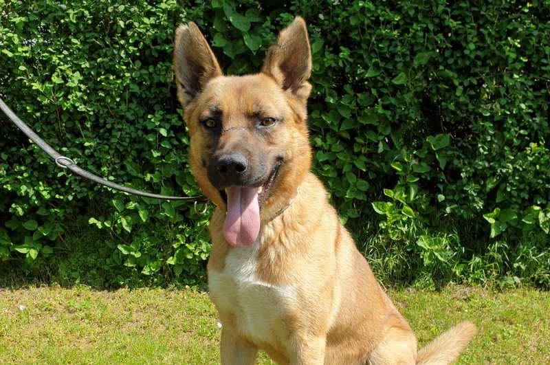 Leon - Deutscher Schäferhund - Bild 4