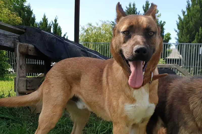 Leon - Deutscher Schäferhund - Bild 6