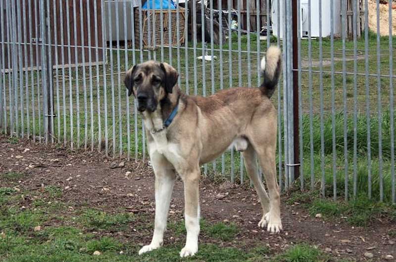 Ole - Deutsche Dogge - Bild 4