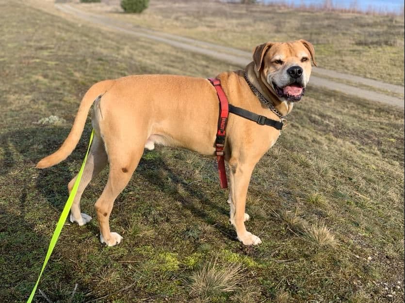 Schröder - Labrador Retriever, Englische Bulldogge, Deutsche Dogge - Bild 2