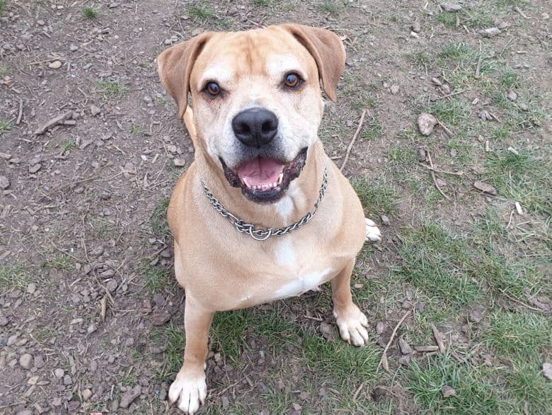 Schröder - Labrador Retriever, Englische Bulldogge, Deutsche Dogge - Bild 9