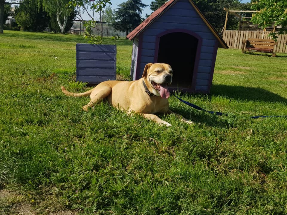 Schröder - Labrador Retriever, Englische Bulldogge, Deutsche Dogge - Bild 5