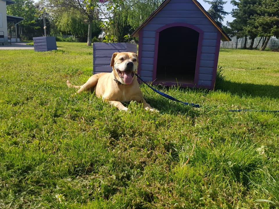 Schröder - Labrador Retriever, Englische Bulldogge, Deutsche Dogge - Bild 6