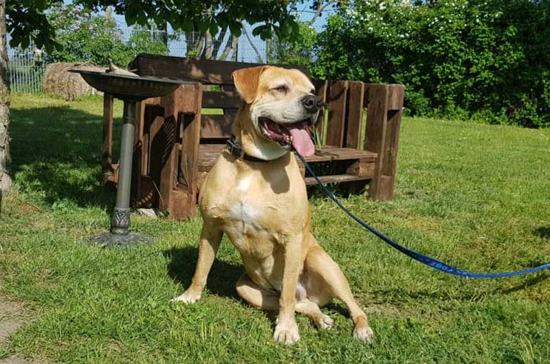 Schröder - Labrador Retriever, Englische Bulldogge, Deutsche Dogge - Bild 1