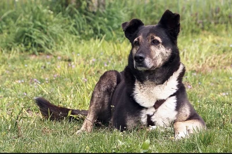 Tasco -  - Bild 3