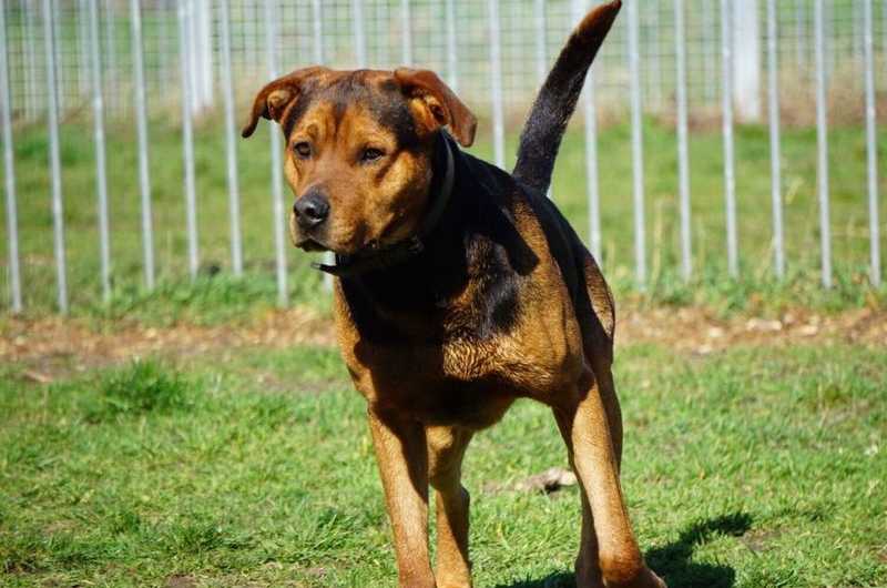 Taylor - Rhodesian Ridgeback, Deutsche Dogge - Bild 1