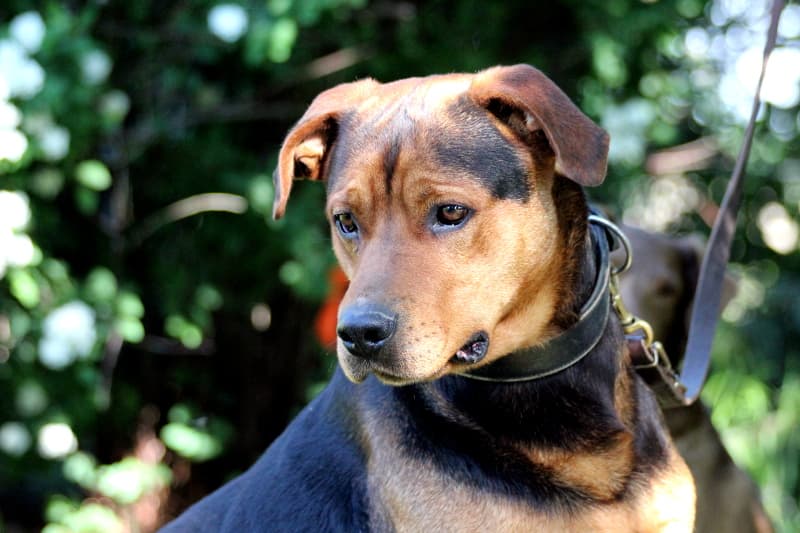 Taylor - Rhodesian Ridgeback, Deutsche Dogge - Bild 4