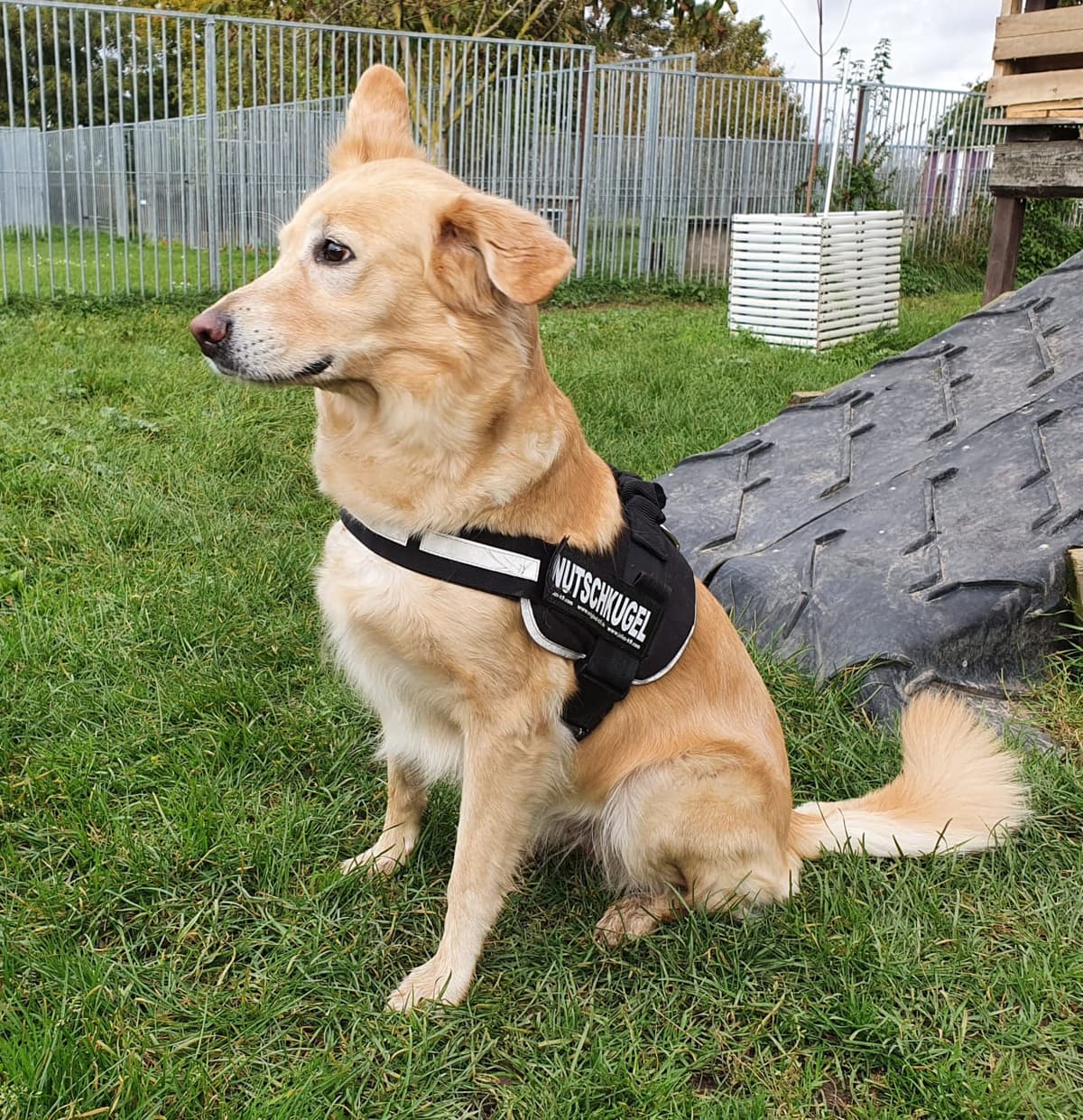 Cora - Labrador Retriever, Deutscher Schäferhund - Bild 3