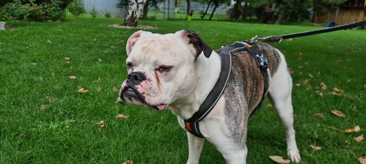 Igor - Englische Bulldogge, Deutsche Dogge - Bild 2
