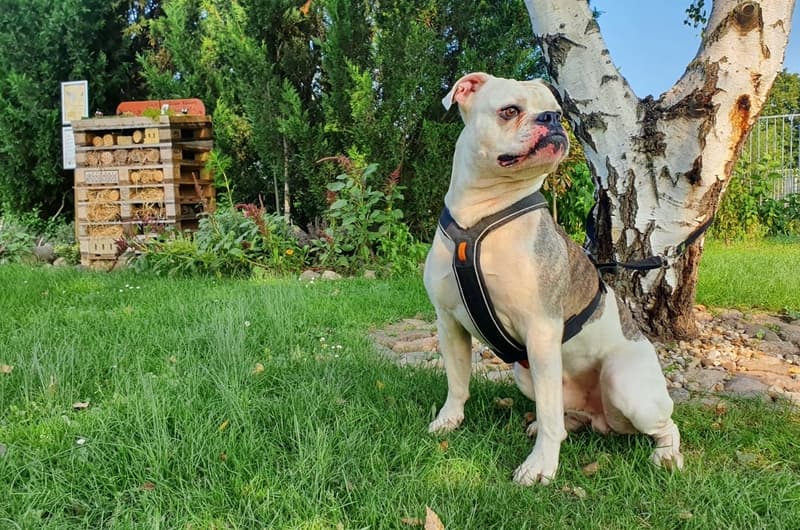 Igor - Englische Bulldogge, Deutsche Dogge - Bild 1