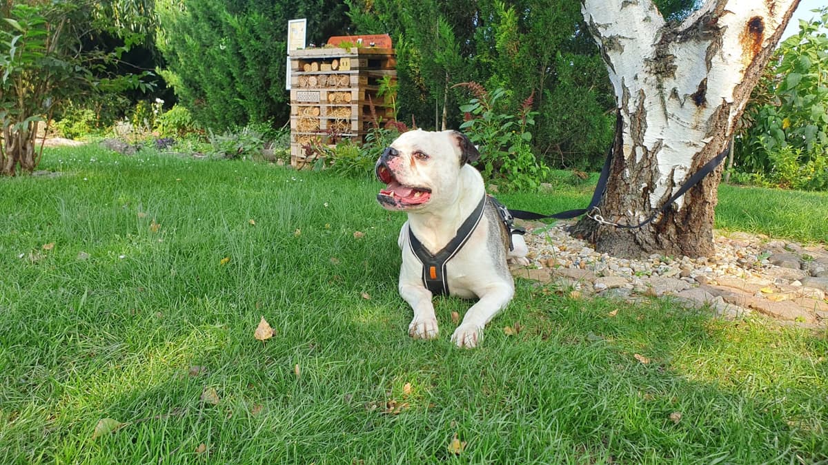 Igor - Englische Bulldogge, Deutsche Dogge - Bild 6