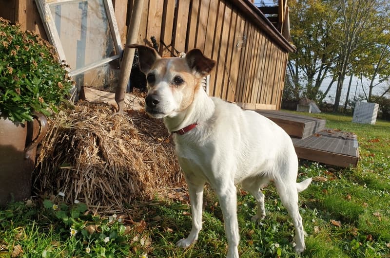 Josie - Jack Russell Terrier - Bild 1